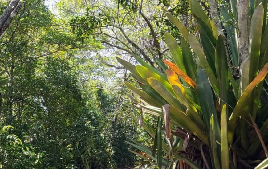 Guia de Maraú - Trilha das Bromélias Gigantes