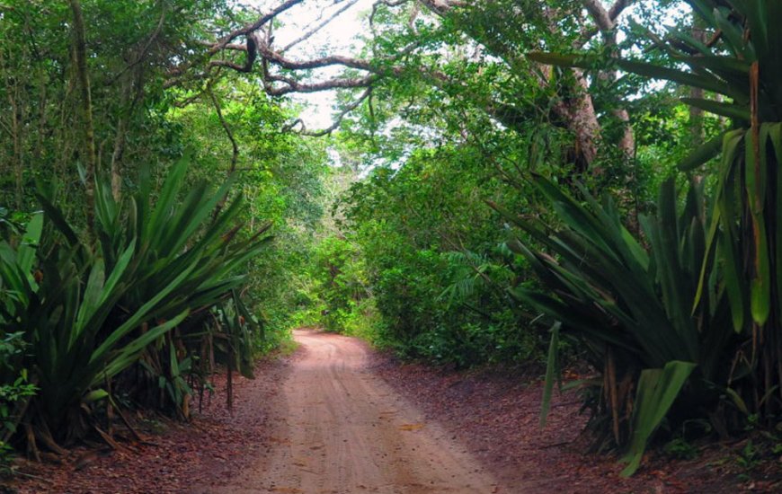 Guia de Maraú - Trilha das Bromélias Gigantes