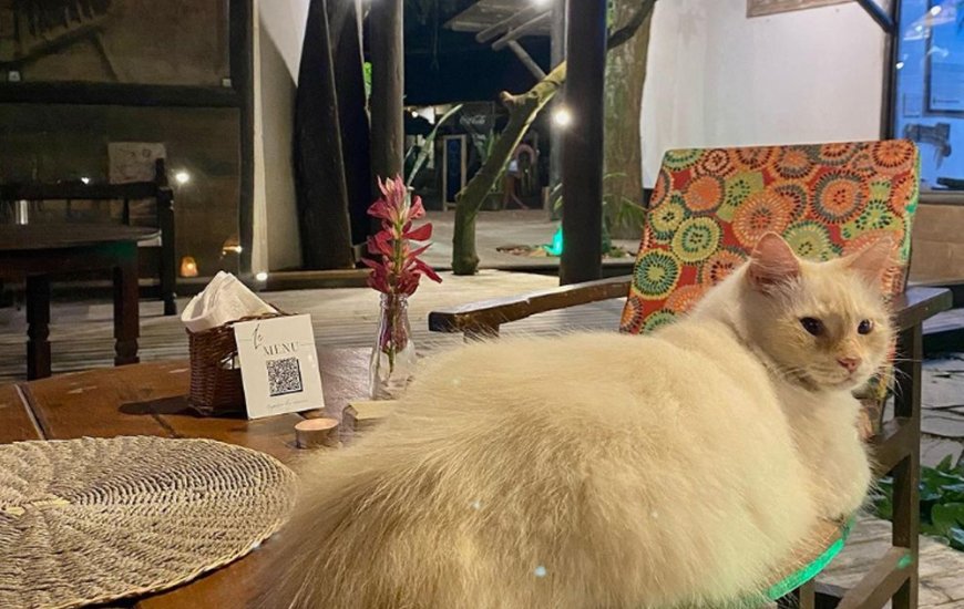 Guia de Maraú - Pousada Fruta Pão