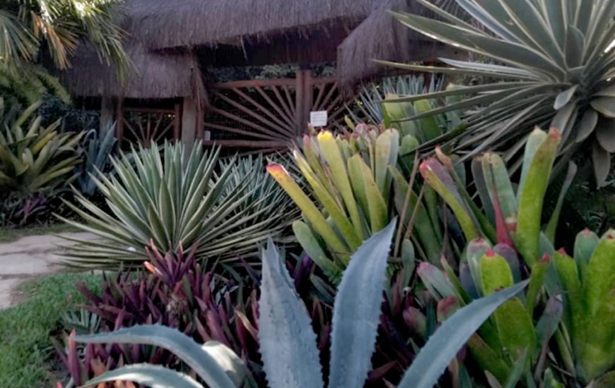 Guia de Maraú - Jardim de Praia Plantas e Paisagismo