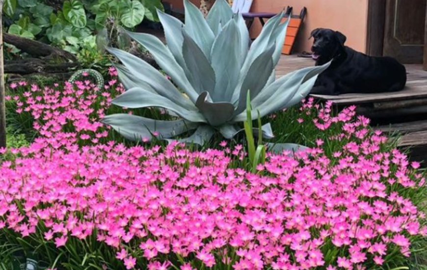 Guia de Maraú - Jardim de Praia Plantas e Paisagismo