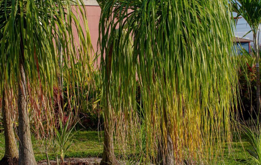 Guia de Maraú - Jardim de Praia Plantas e Paisagismo