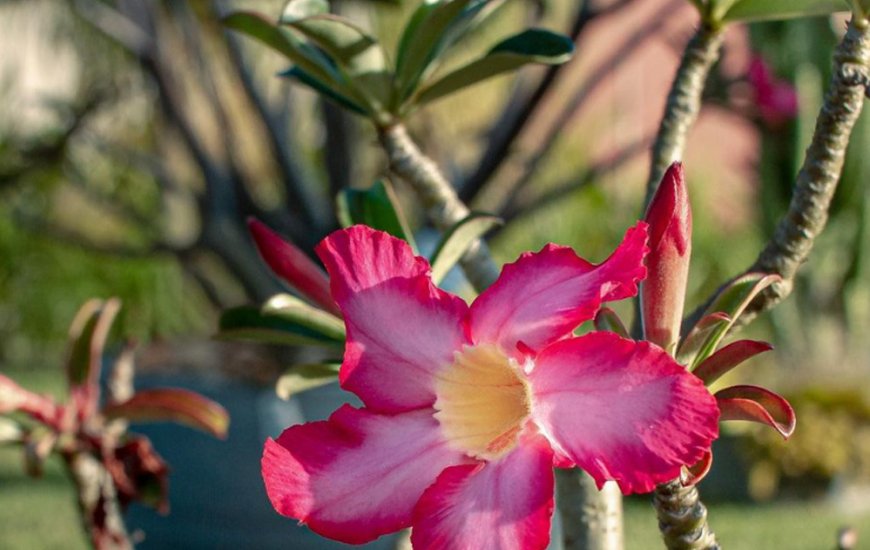 Guia de Maraú - Jardim de Praia Plantas e Paisagismo