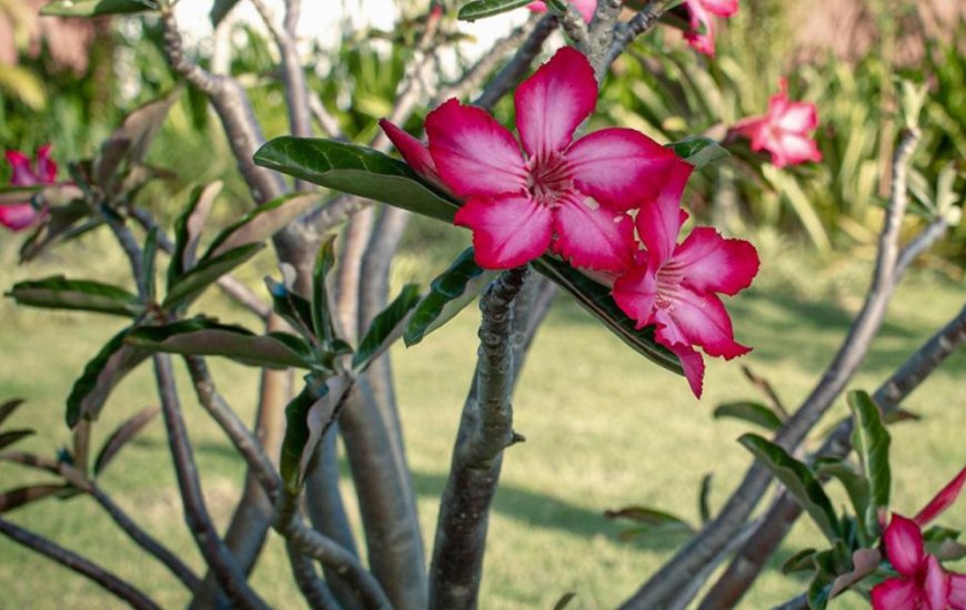 Guia de Maraú - Jardim de Praia Plantas e Paisagismo