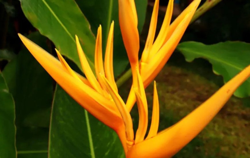Guia de Maraú - Jardim de Praia Plantas e Paisagismo