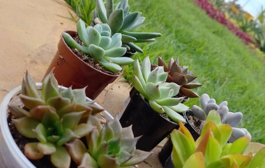 Guia de Maraú - Jardim de Praia Plantas e Paisagismo