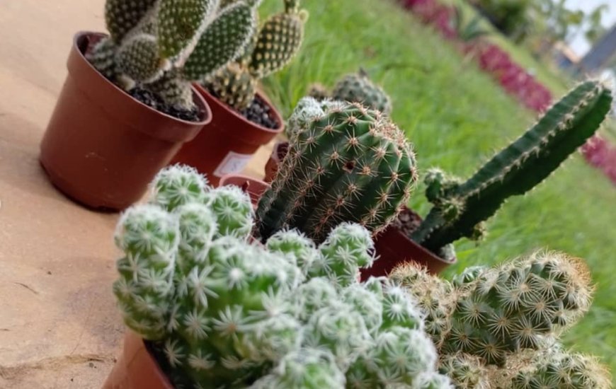 Guia de Maraú - Jardim de Praia Plantas e Paisagismo