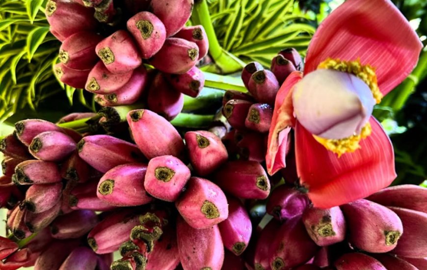 Guia de Maraú - Fazenda Santa Rita do Paty