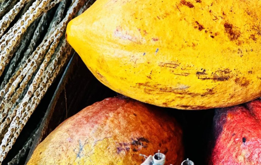 Guia de Maraú - Fazenda Santa Rita do Paty