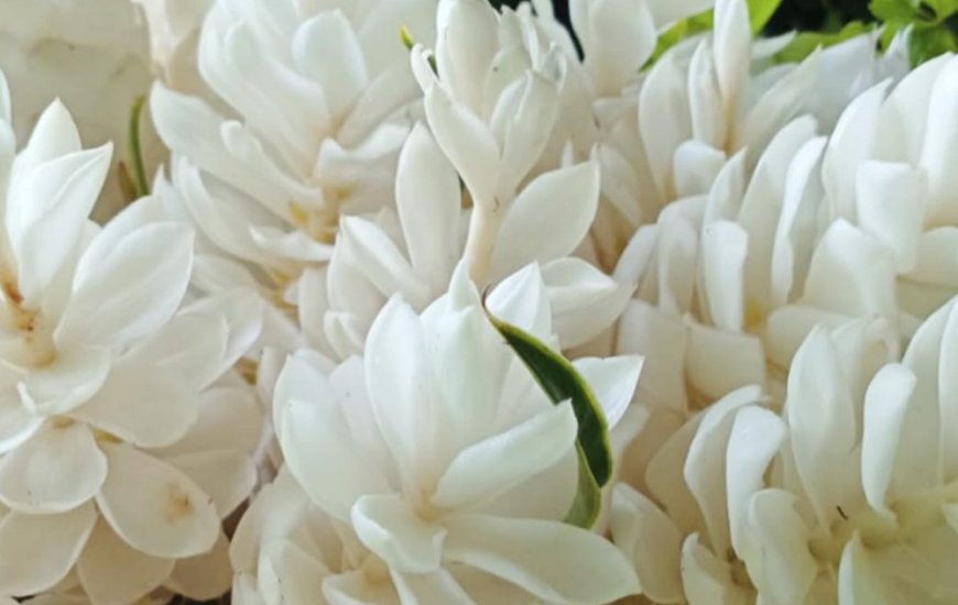 Guia de Maraú - Fazenda Santa Rita do Paty