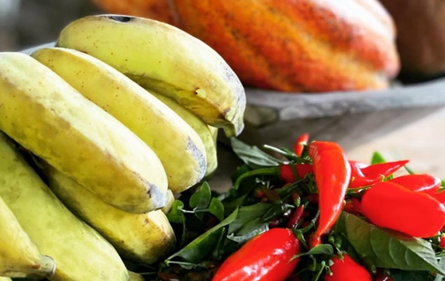 Guia de Maraú - Fazenda Santa Rita do Paty