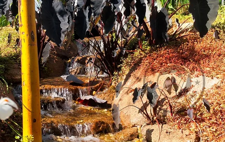 Guia de Maraú - Maraú Ecossistemas