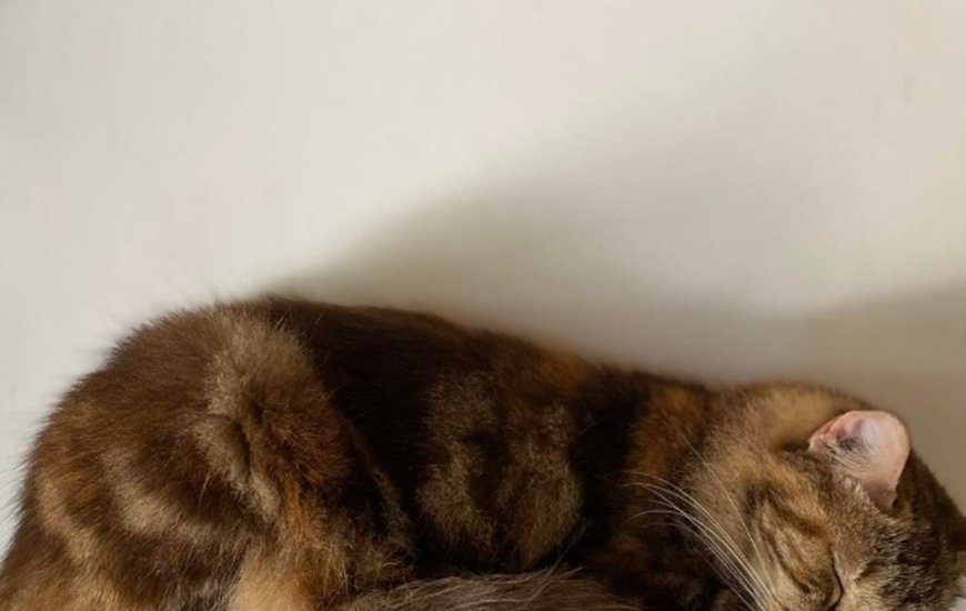 Guia de Maraú - Quatro Patas Pet Hotel e Clínica Veterinária