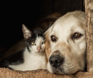 Guia de Maraú - Seu Pet